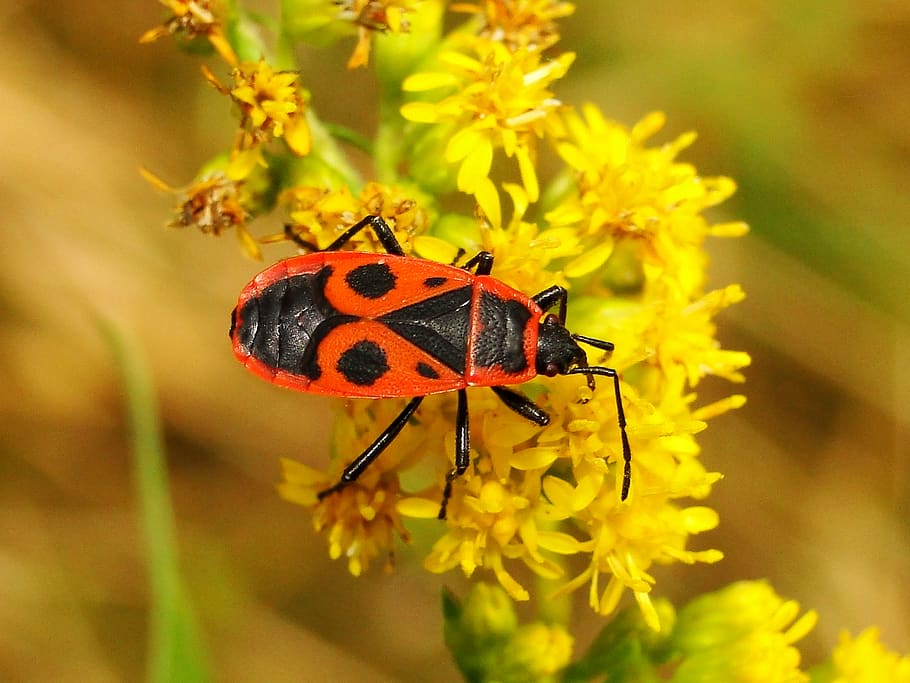 insect, animal, animal wildlife, animal themes, invertebrate HD wallpaper