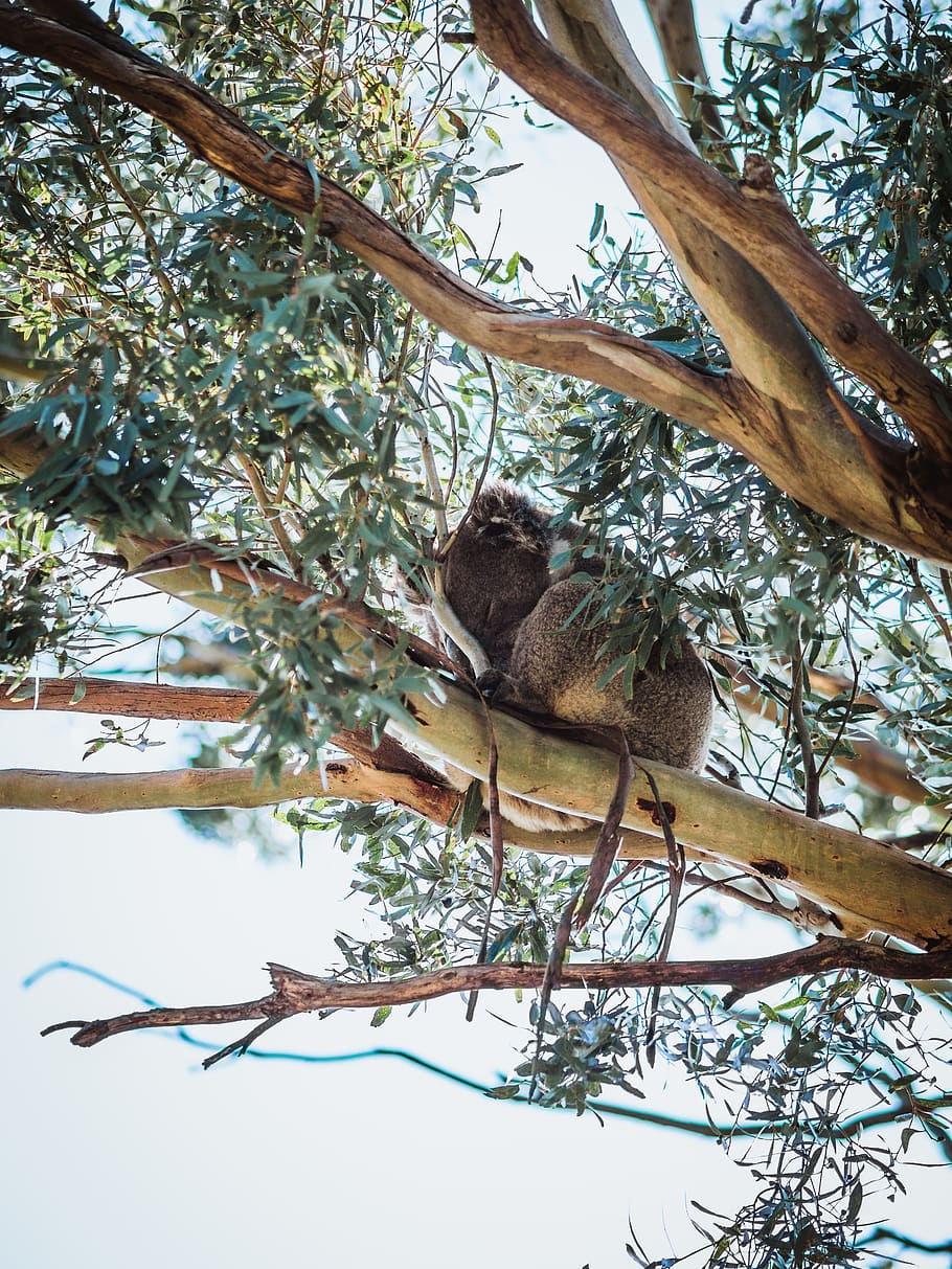 koala on tree branch, low angle view, plant, animals in the wild HD wallpaper