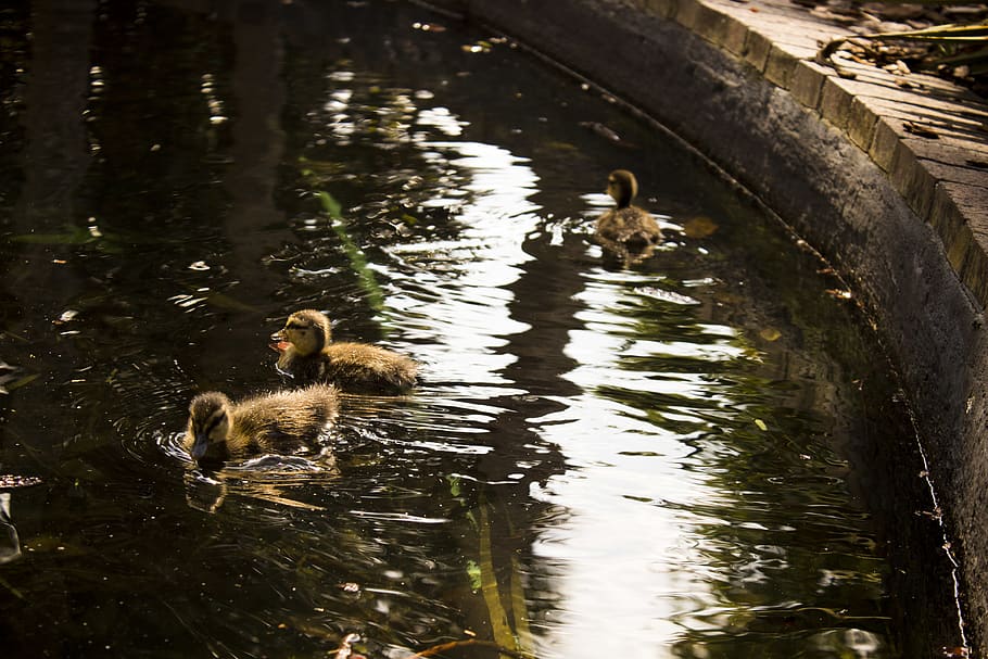 water, animal themes, animal wildlife, lake, animals in the wild HD wallpaper