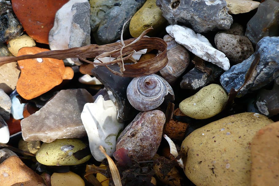 snail, beach, stones, casing, spiral, vacations, mussels, sand HD wallpaper