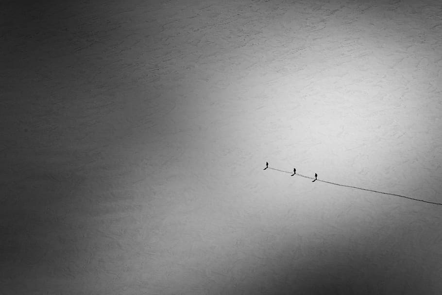 vertebrate, animals in the wild, no people, animal themes, group of animals HD wallpaper