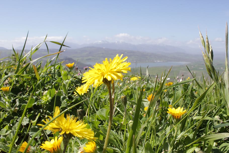 italy, lioni, flowering plant, freshness, beauty in nature HD wallpaper