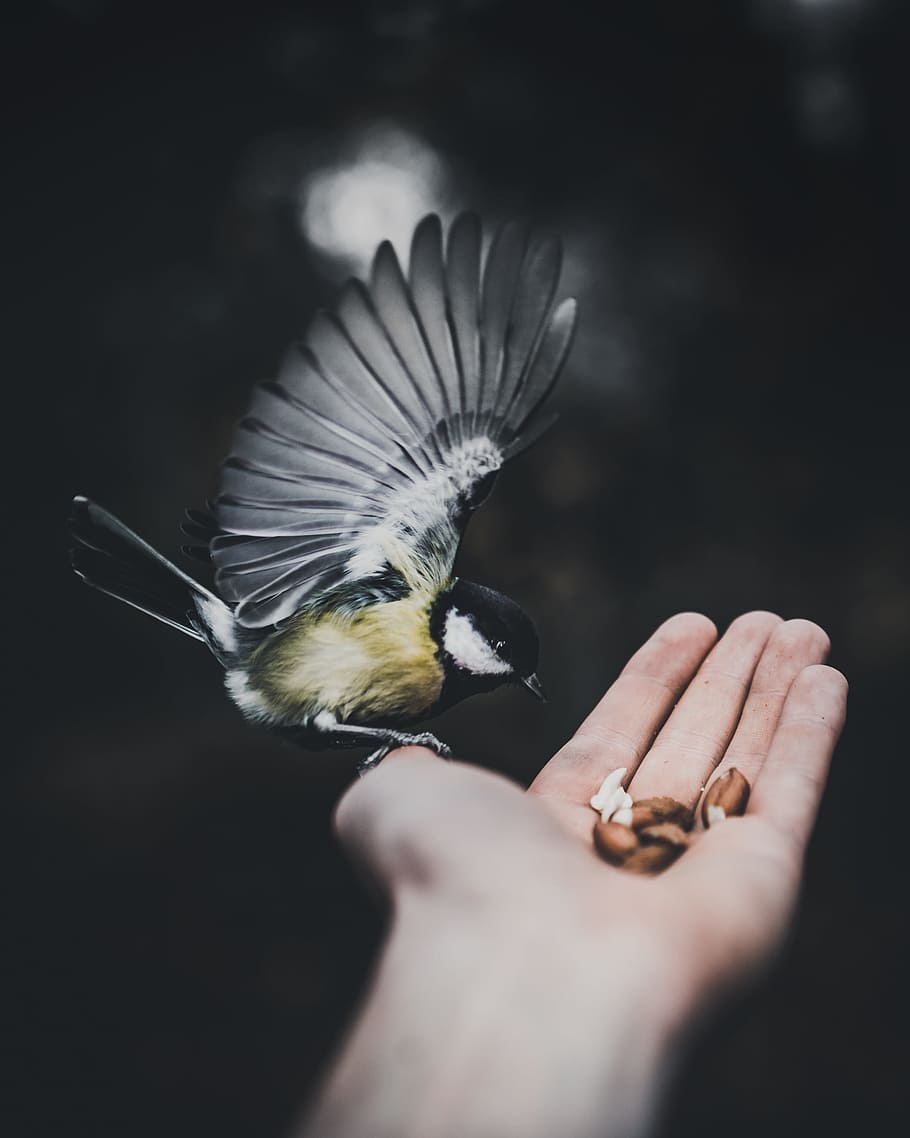 yellow and black bird, nut, hand, fly, flap, wing, feather, feed HD wallpaper