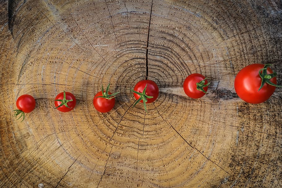 tomato, expansion, red, augmentation, grandir, croissance, wax HD wallpaper
