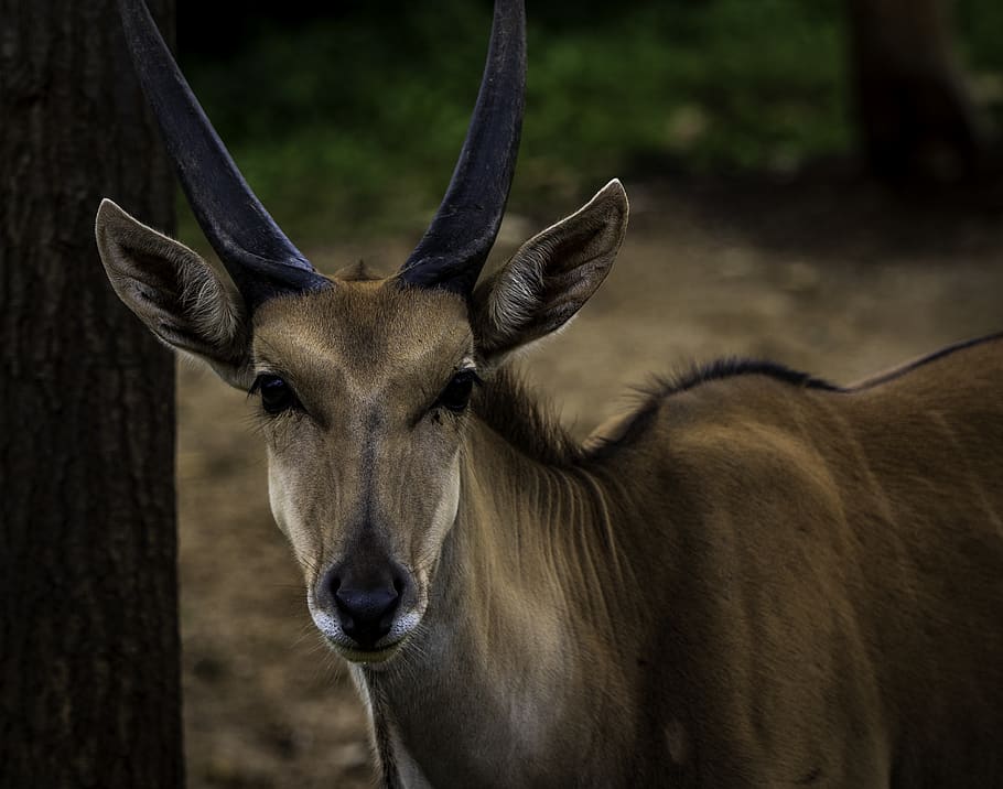brown antelope, animal themes, one animal, animal wildlife, mammal HD wallpaper