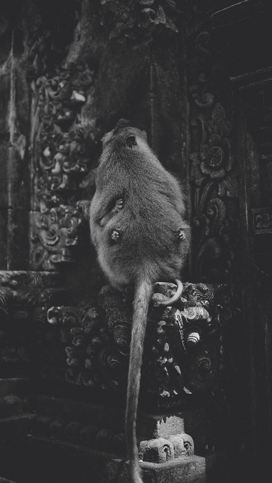 rat, grey, indonesia, jalan monkey forest, animal, zoo, wildlife HD wallpaper