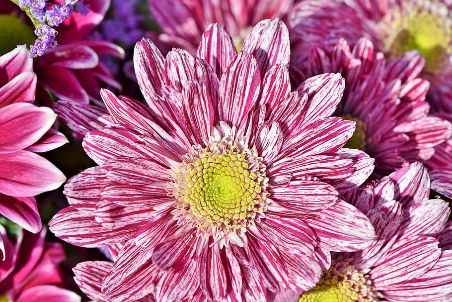 aster, composites, blossom, bloom, asteraceae, plant, garden HD wallpaper