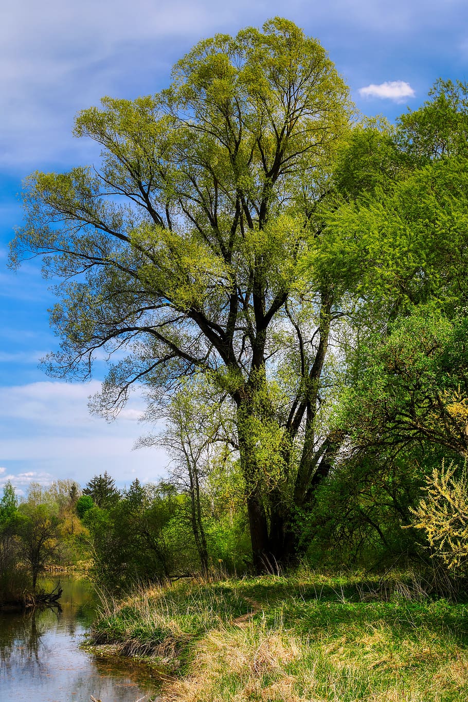 lake, spring, nature, landscape, water, forest, bushes, bank HD wallpaper