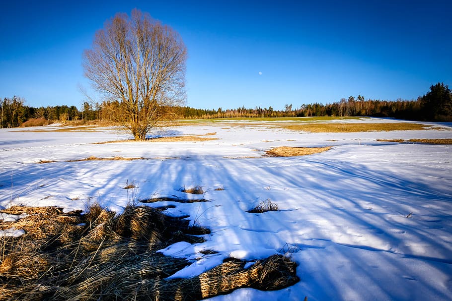 winter, nature, landscape, wintry, mood, cold, sky, tree, light HD wallpaper