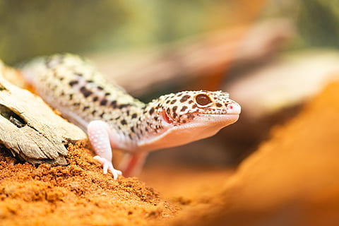 gecko, leopard gecko, lizard, reptile, desert, animal themes HD wallpaper