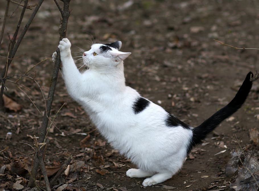 cat, white, black, fur, claws, feline, cute, tamed, funny, animal themes HD wallpaper