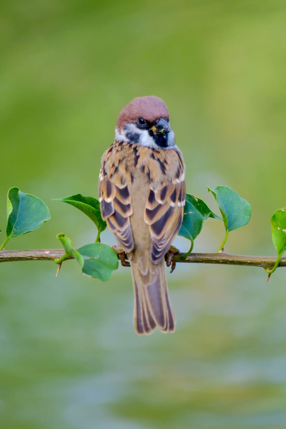 palm, feather, bird, stone, sparrow, beak, eye, coffee, fly HD wallpaper
