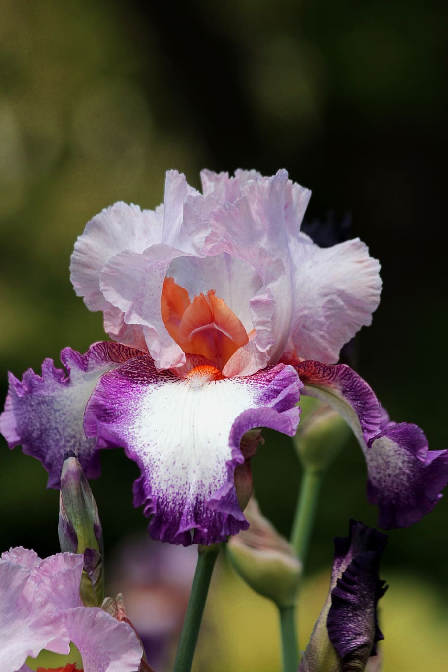 iris, flower, spring flower, beautiful, nature, garden flowers HD wallpaper