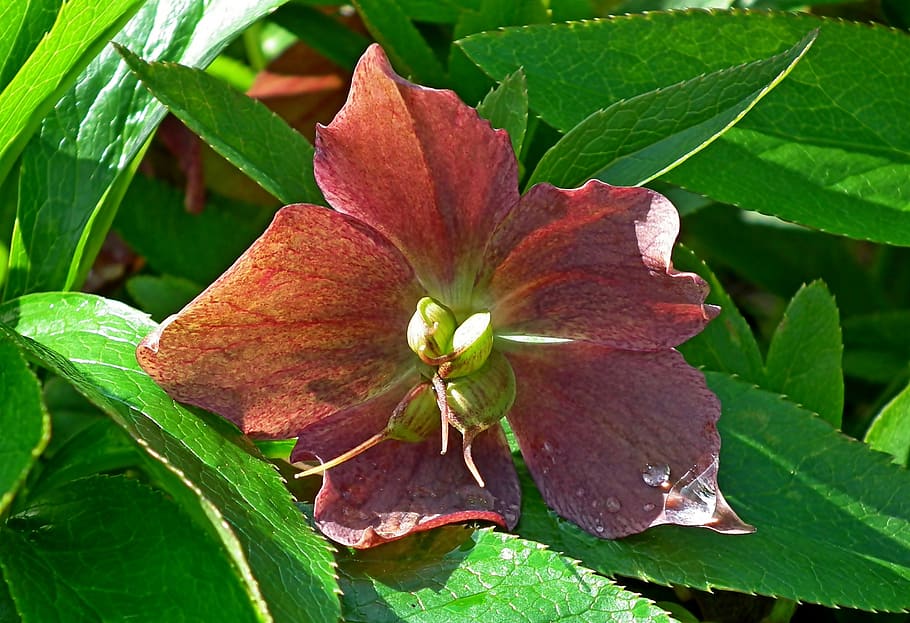 hellebore, flower, blooming, seeds, garden, the petals, nature HD wallpaper