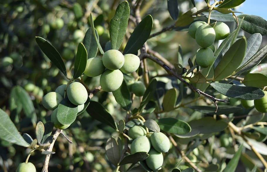 olives, olive trees, mediterranean, food, olive grove, oil, HD wallpaper