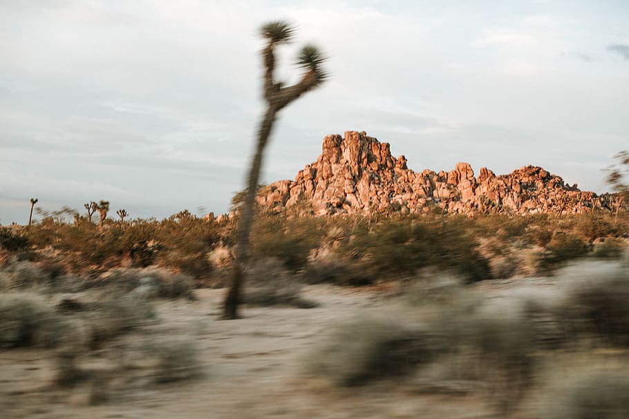selective focus photography of brown rock hill, blur, tree, desert HD wallpaper