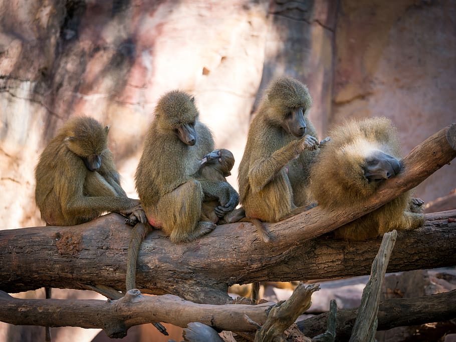 baboon, monkey, group, sleep, suckle, milk, zoo, nature, tiergarten HD wallpaper