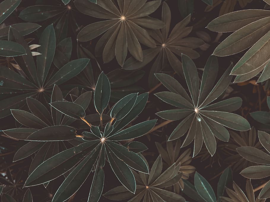 Green Leaves, background, close-up, color, flora, plant, texture HD wallpaper