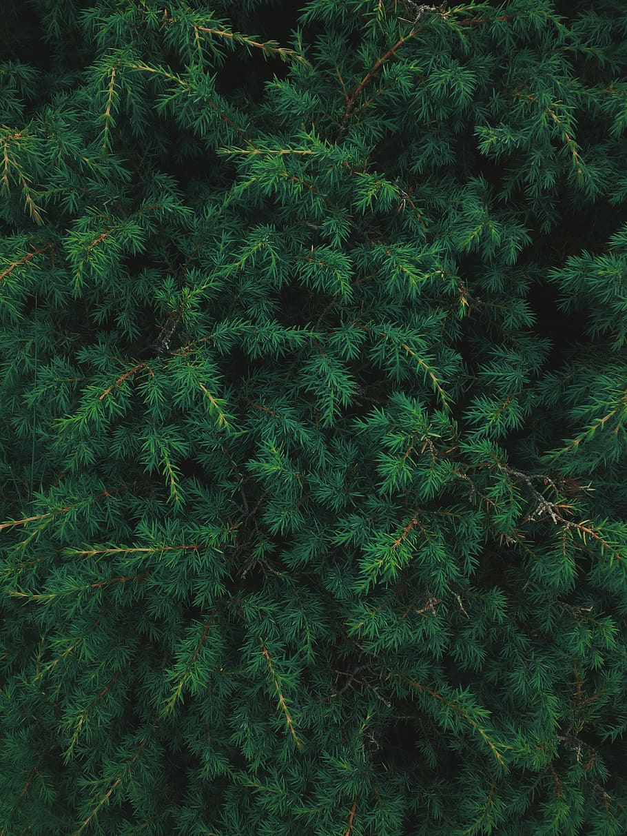 caucasus, growth, plant, green color, beauty in nature, backgrounds HD wallpaper