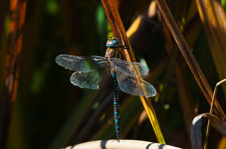 dragonfly, insects, macro, animals in the wild, one animal HD wallpaper
