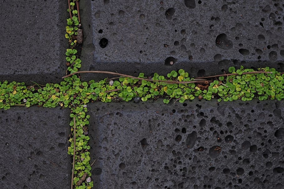 cross, stone, moss, plant, growth, plant part, leaf, no people HD wallpaper