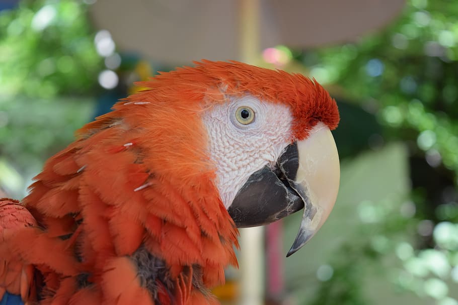 parrot, rust, orange, red, bird, animal, outdoor, park, nature HD wallpaper