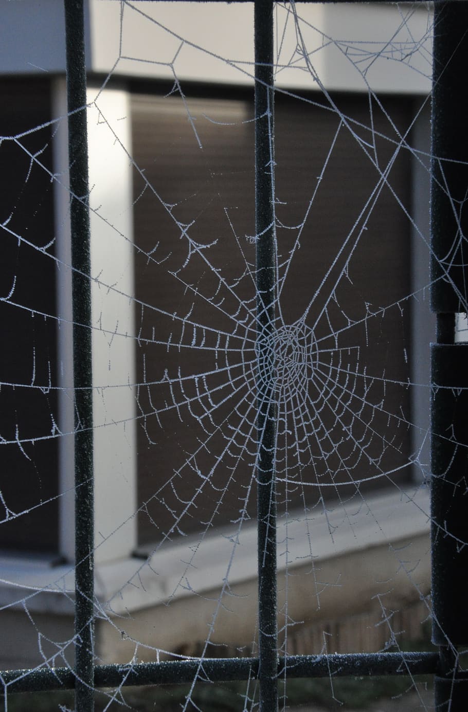 winter, spider web, frost, fragility, close-up, no people, focus on foreground HD wallpaper