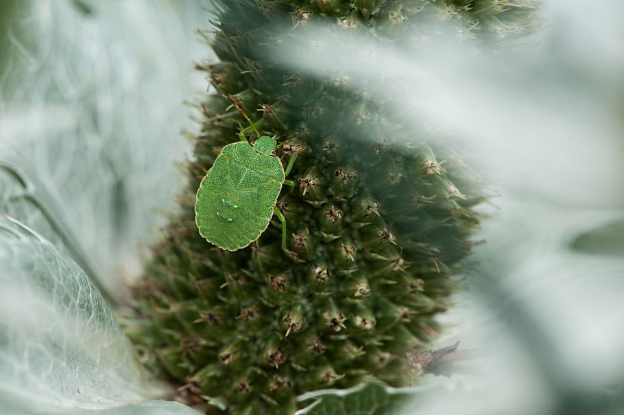 insect, beetle, bug, green, plant, greek thistle, macro, green color HD wallpaper