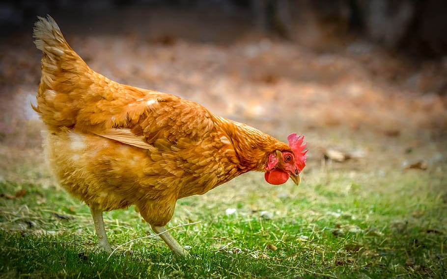 chicken, hen, green, grass, chicken - bird, livestock, domestic animals HD wallpaper
