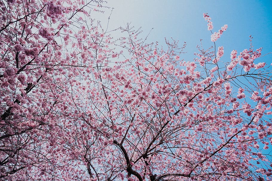 Pink Blossom, branches, cherry blossom, flora, flowers, season HD wallpaper