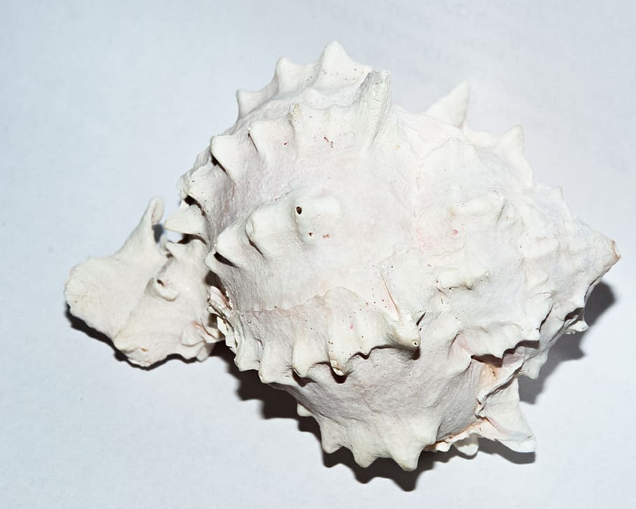 seashell, conch, white, shape, geometry, studio shot, indoors HD wallpaper