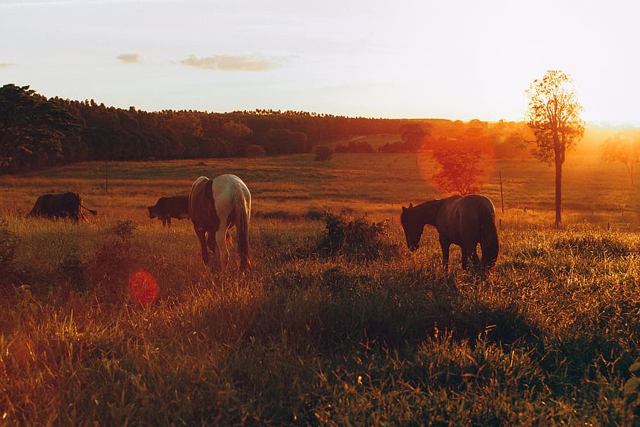 two horses standing in grass, nature, outdoors, field, animal HD wallpaper