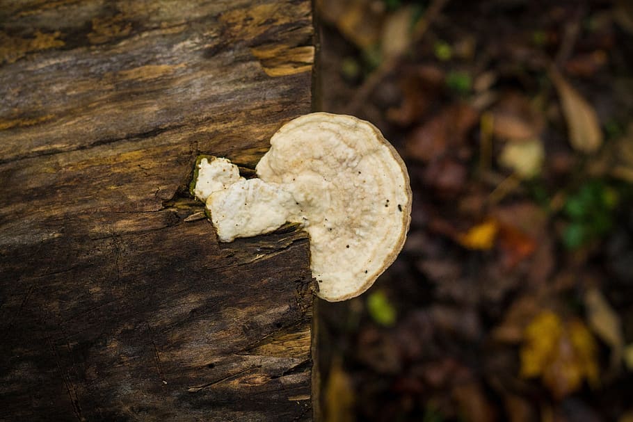 nature, leaf, autumn, soil, mushroom, flora, fauna, close up HD wallpaper