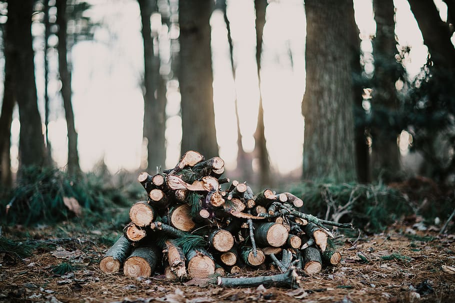 chop log lot under tree, forest, land, trunk, tree trunk, nature HD wallpaper