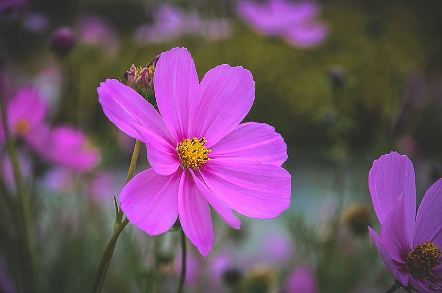 flower, flowering plant, freshness, petal, vulnerability, fragility HD wallpaper