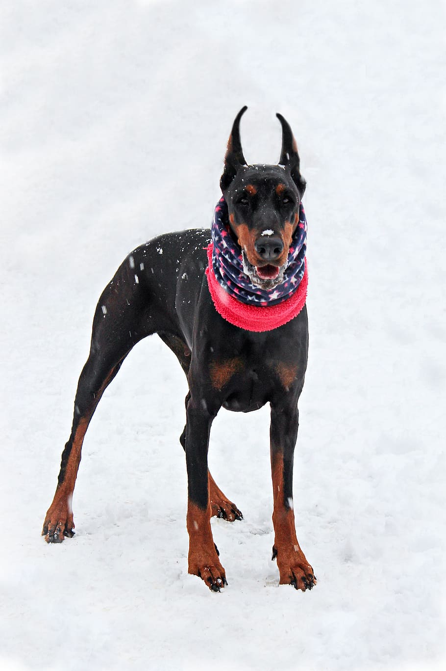 doberman, snow, dog, scarf, canine, domestic, pets, domestic animals HD wallpaper