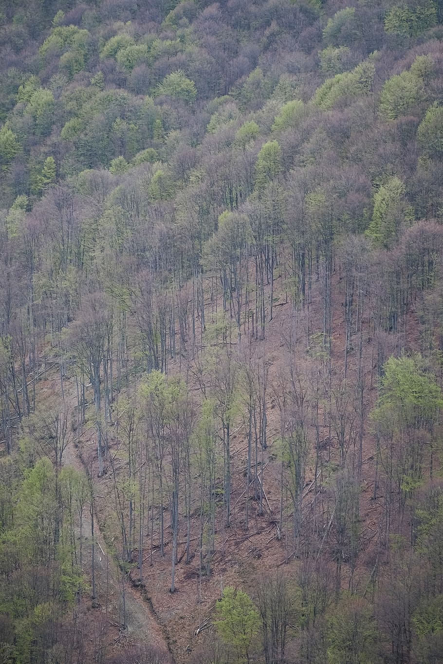 trees, forest, woods, nature, green, romania, mountains, spring HD wallpaper