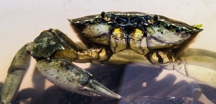 brown-and-white-crab-photo.jpg