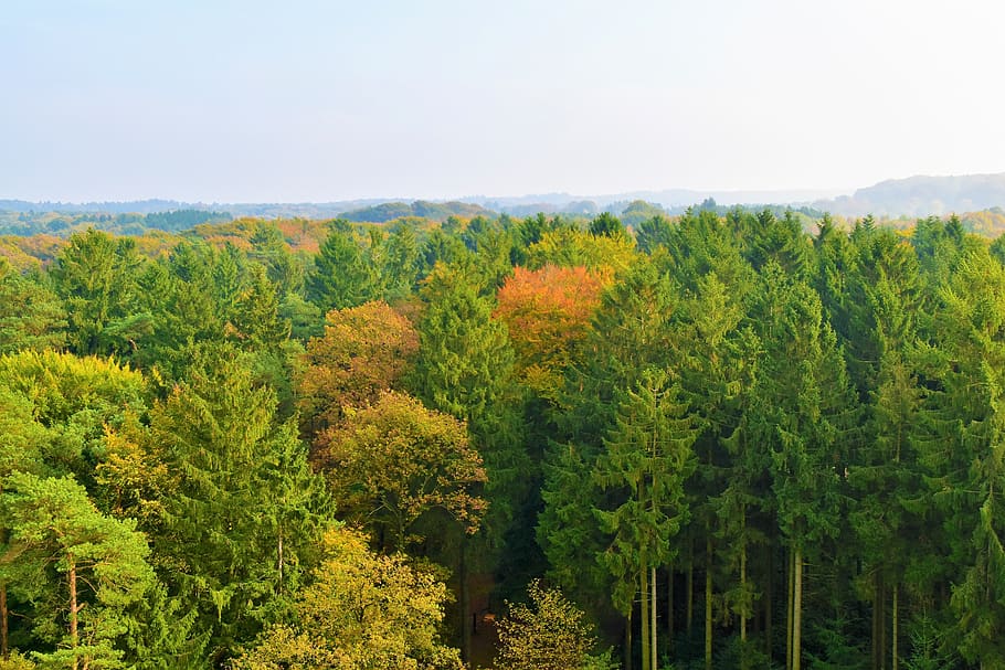 treeline during daytime, plant, conifer, flora, nature, forest HD wallpaper