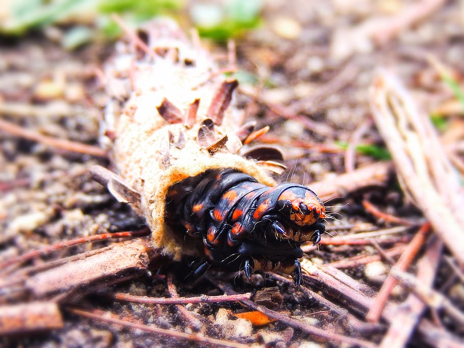 new caledonia, lifou, wild, insect, cocoon, forest, caterpillar, HD wallpaper