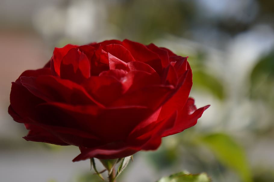 flower, rosa, red, petals, close, detail, beauty, plant, garden HD wallpaper