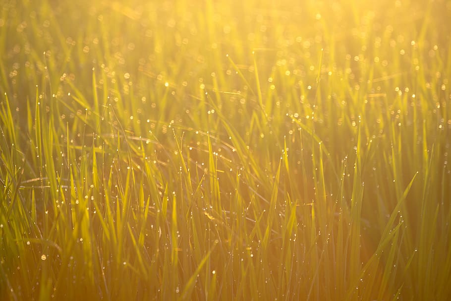 green grass, growth, plant, field, nature, yellow, beauty in nature HD wallpaper
