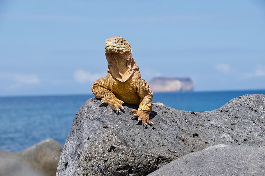 ecuador, galapagos islands, animal themes, rock, sea, rock - object HD wallpaper