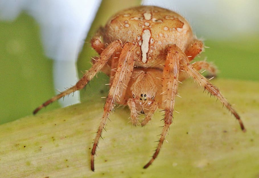 spider, insect, dangerous, animal, web, animal themes, invertebrate HD wallpaper