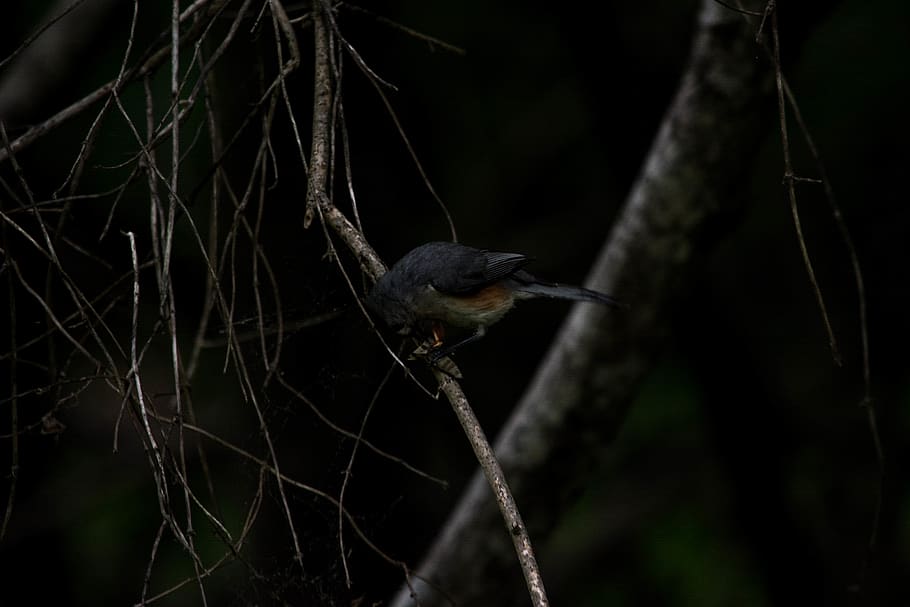 bird, dark, minimal, space, bug, nature, forest, tree, animal wildlife HD wallpaper