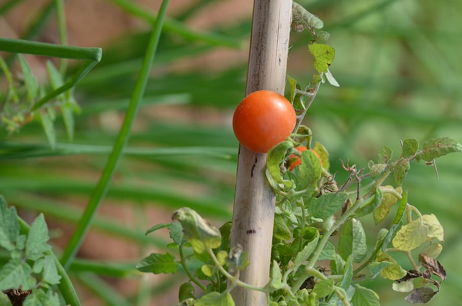 tree, tomato, nature, growth, food, plant, food and drink, healthy eating HD wallpaper