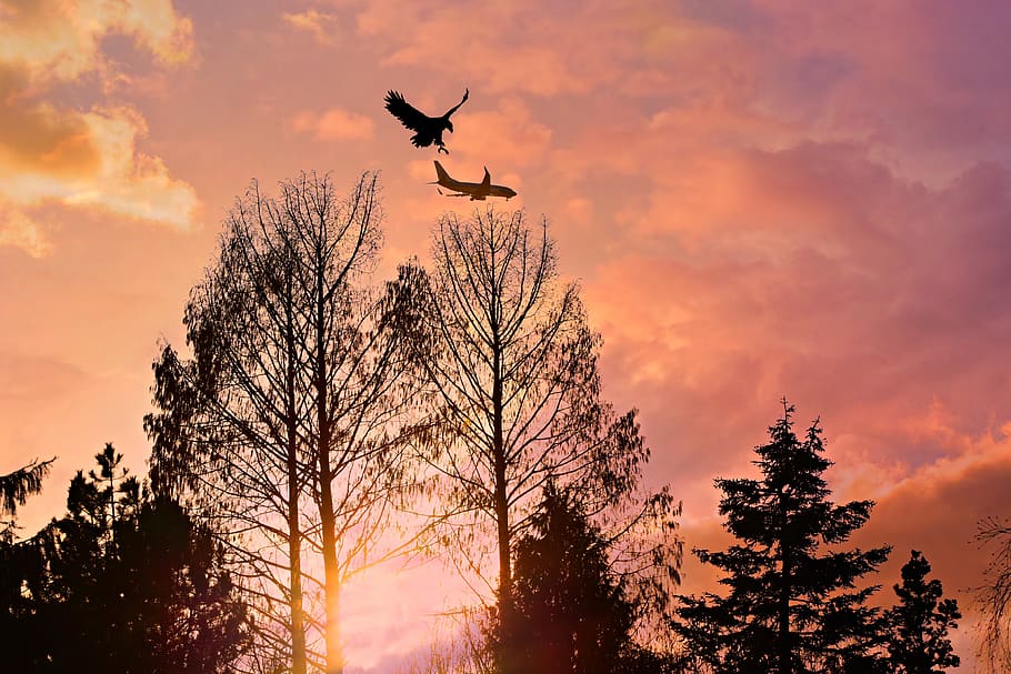 tree, sky, sunset, plane, eagle, fantasy, symbolic, plant, flying HD wallpaper