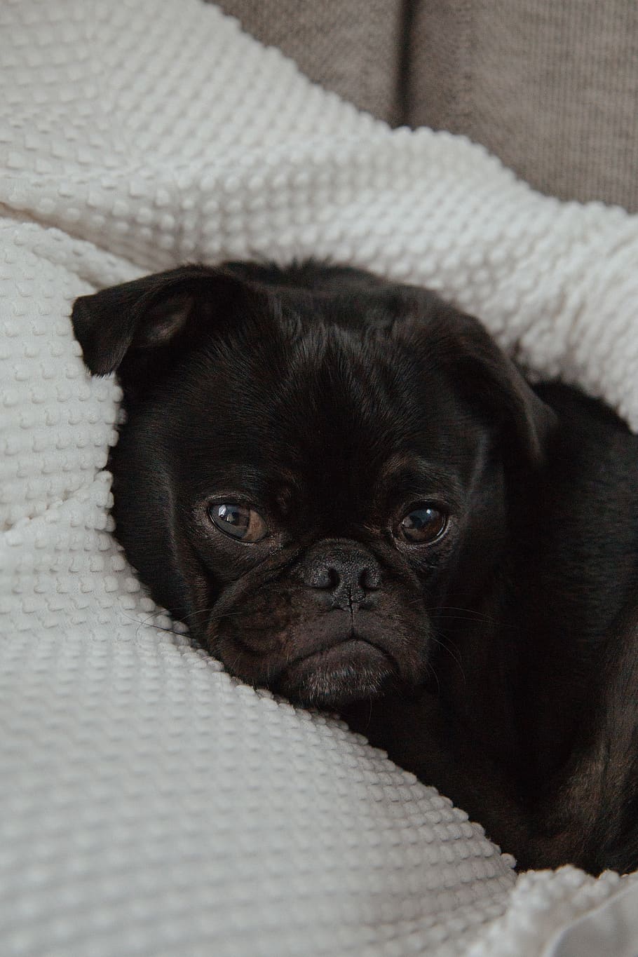 black pug lying on white textile, dog, animal, canine, pet, mammal HD wallpaper