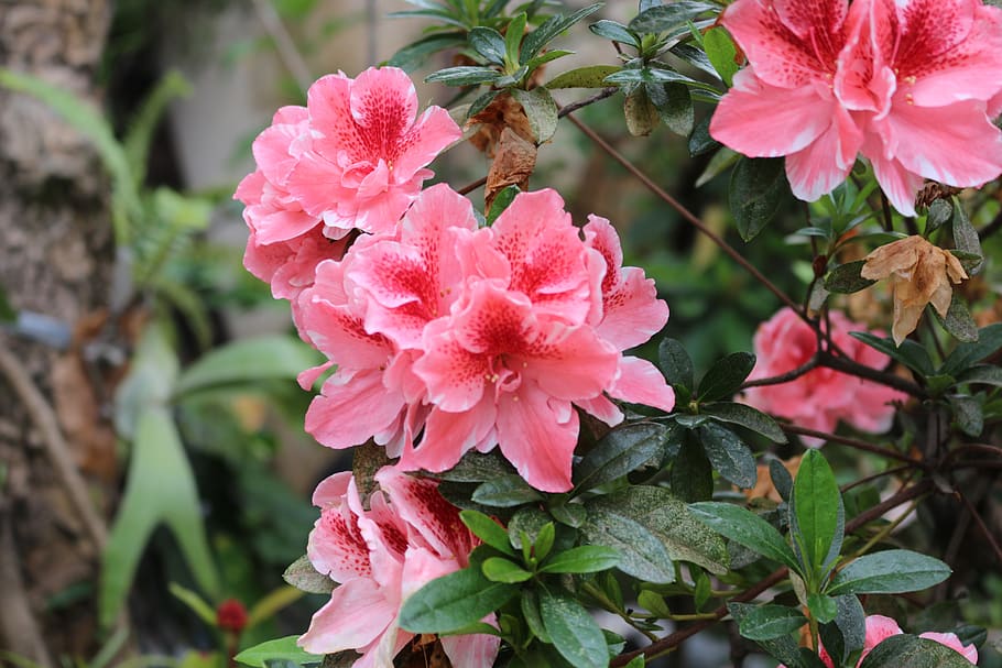 flower, nature, garden, flowering plant, pink color, beauty in nature HD wallpaper