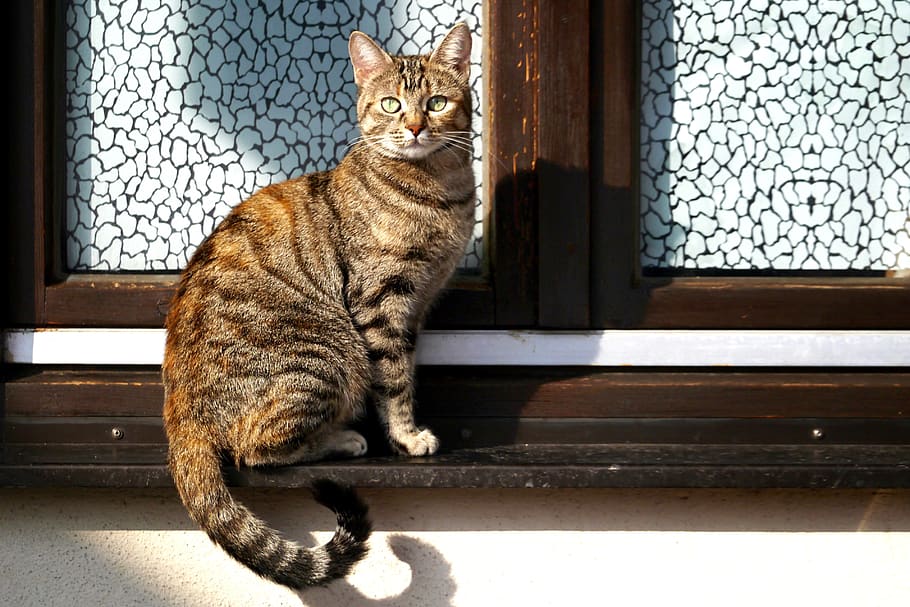 cat, pride, animal, predator, amurtiger, pet, window, window sill HD wallpaper